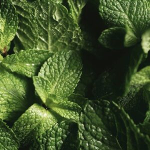 menta piperita - EMENDO